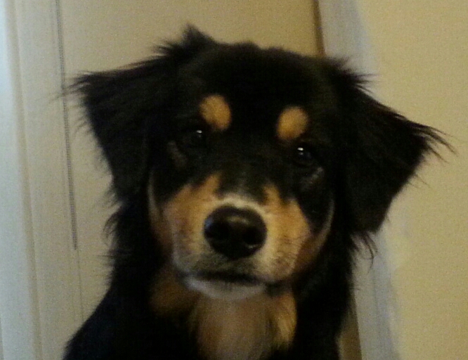 Rocky - December 2015